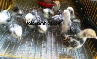 Galeri Foto Ayam Batik Itali Terbaru 6 Galeri Foto Ayam Batik Itali Terbaru Jual Ayam Hias Ayam Batik Itali Usia 1 Bulan