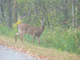 Fauna del Parque Nacional de Acadia, Maine Fauna del Parque Nacional de Acadia, Maine