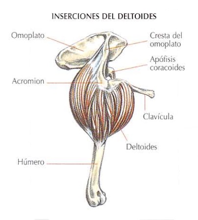 Inseciones del deltoides