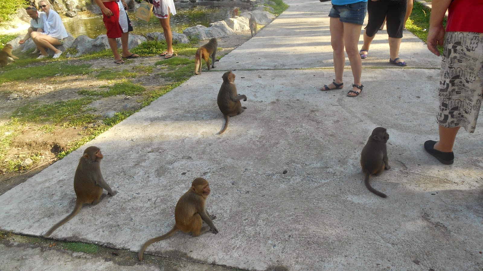 обезьяны ждущие угощения