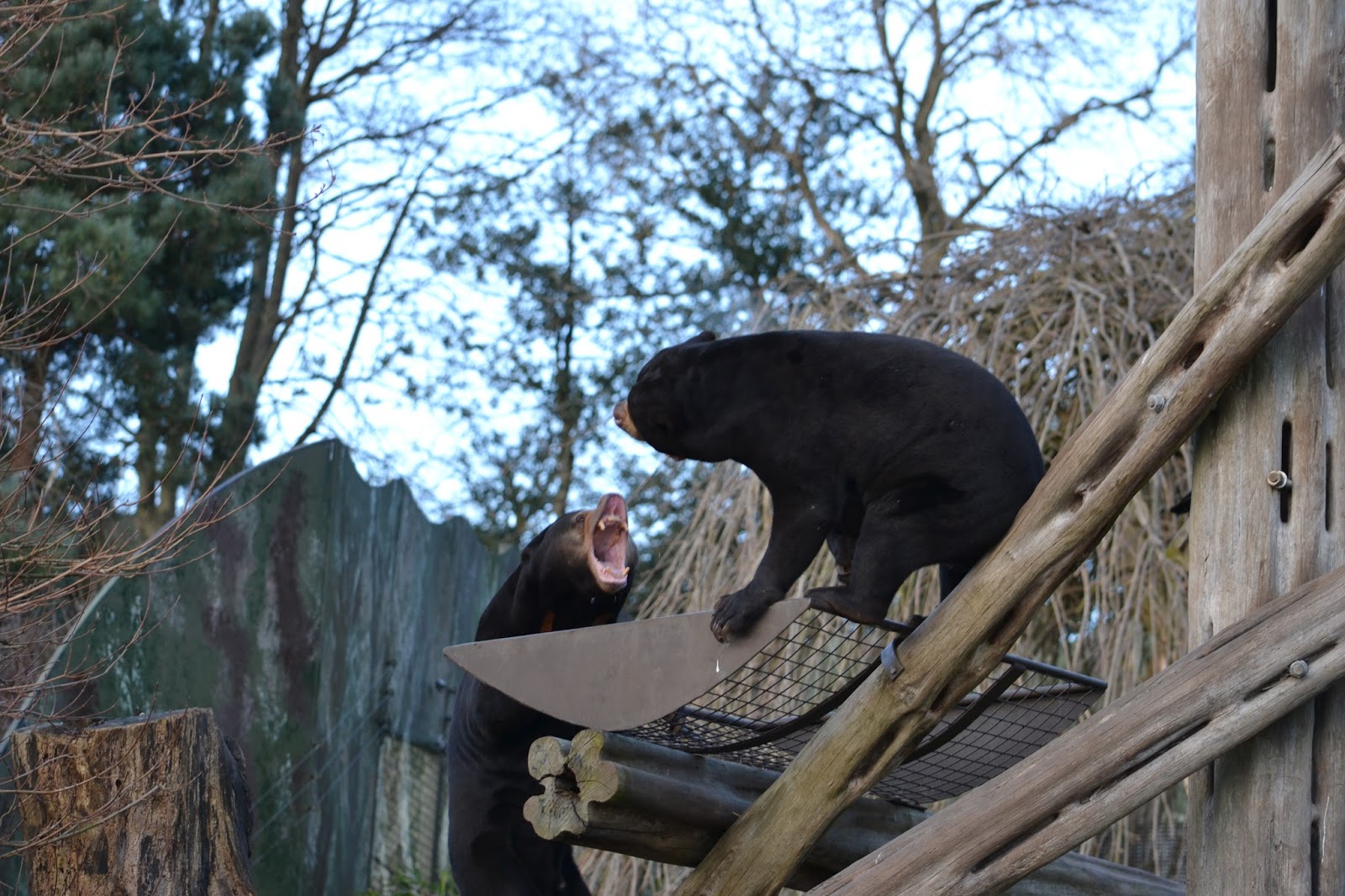 Throwback to Edinburgh Zoo!