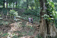 bunga bangkai kebun raya bogor