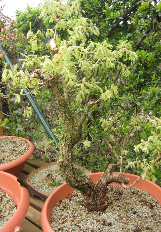 Maros Bonsai Blog Letné kopanie yamadori dubov/ Summer collecting of yamdori Quercus