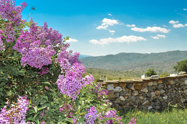 Lilac or Common Lilac - Syringa vulgaris in village Dunje, Mariovo, Macedonia