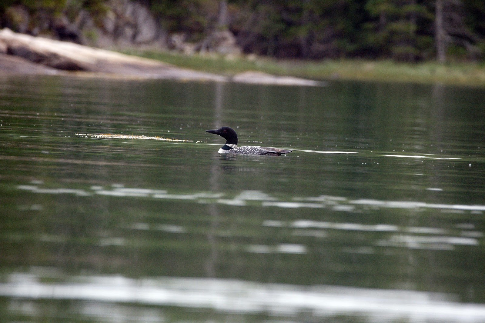 Vinalhaven Sightings