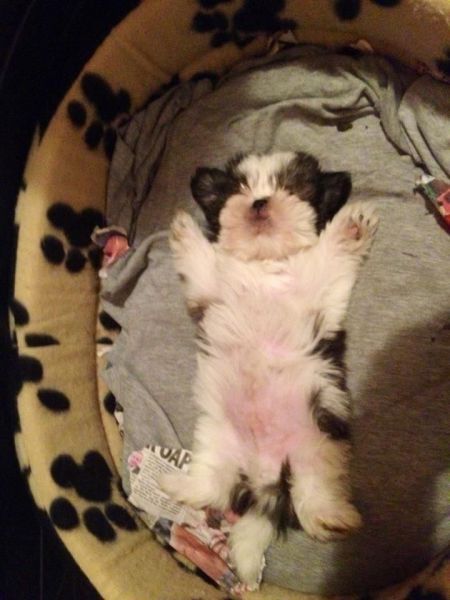 Shih tzu Dormindo barriga para cima