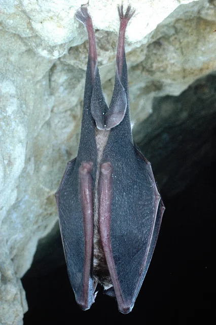 Greater Horseshoe Bat - Photo copyright Phil Richardson (All Rights Reserved)