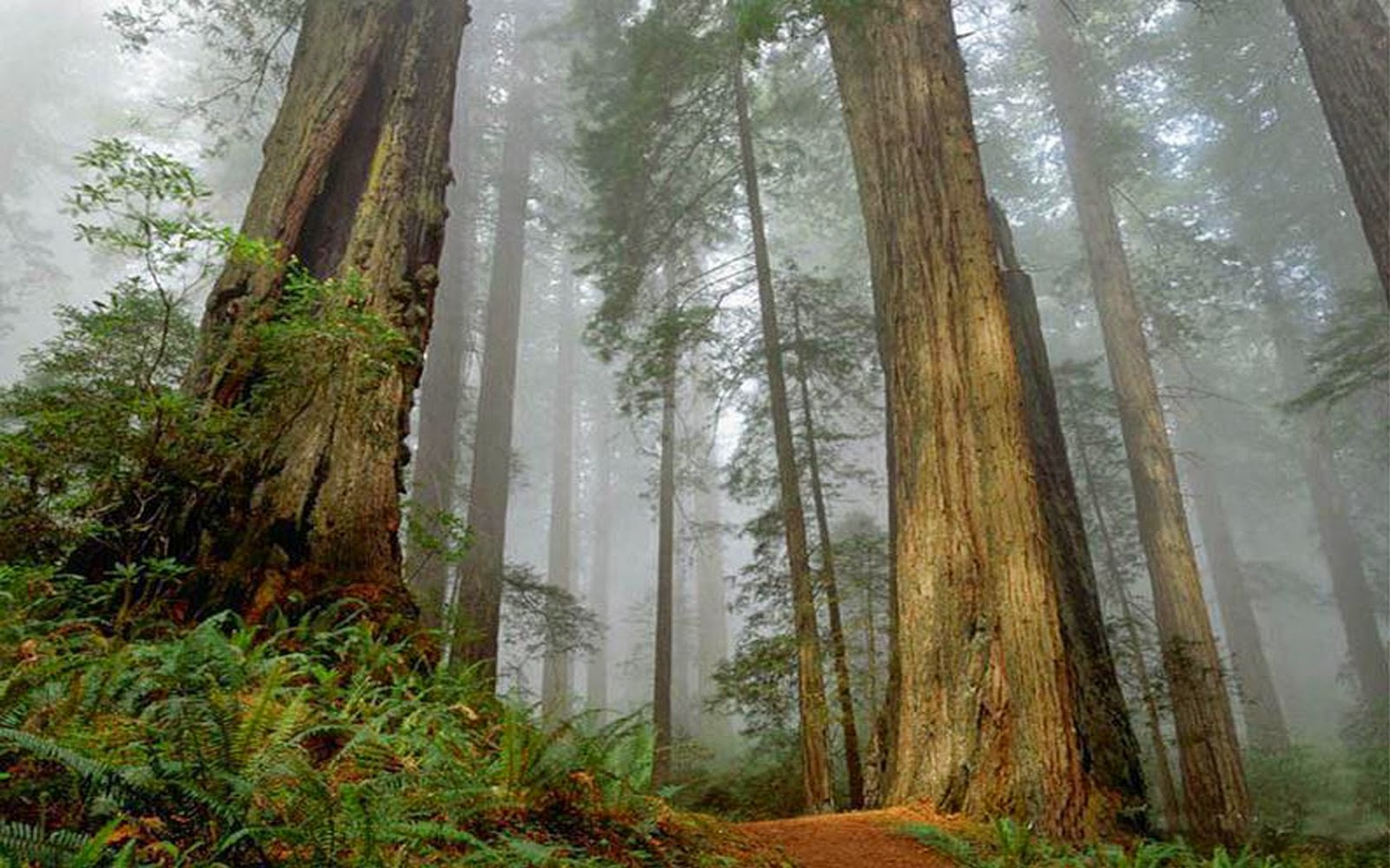 IMAGENES ETHEL IMÁGENES DE LOS ARBOLES MAS GRANDES DEL MUNDO