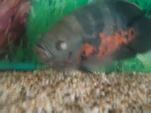 Oscar fish eyes cloudy