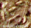 SENTIR LA POESÍA Poemas de José Ruiz Poema Sus hojas secas