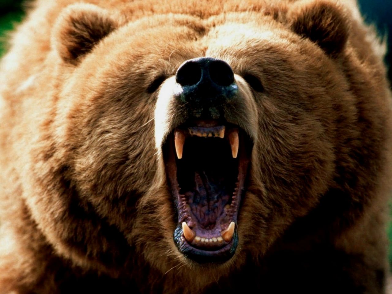 El+Oso+Grizzly+4_1280x960.jpg El+Oso+Grizzly+4_1280x960.jpg