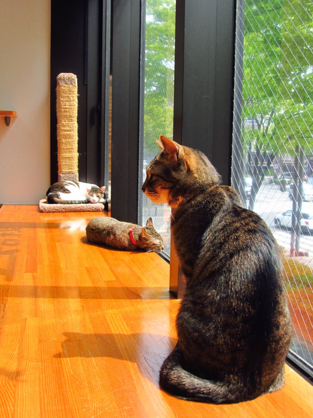 Taking5 Last Day in Kyoto Visit to the Cat Cafe