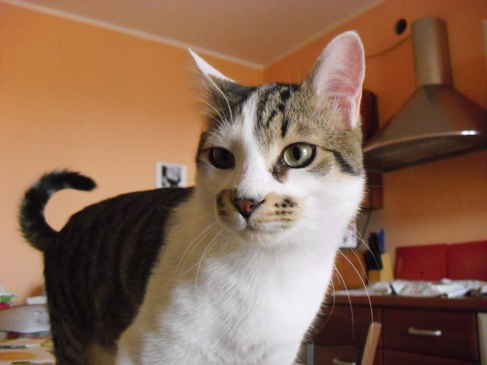 Chiudere Il Gatto In Una Stanza Per Punizione