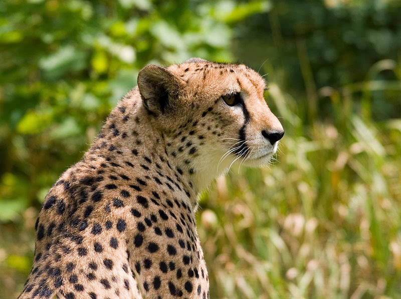 http://id.wikipedia.org/wiki/Berkas:Cheetah4.jpg