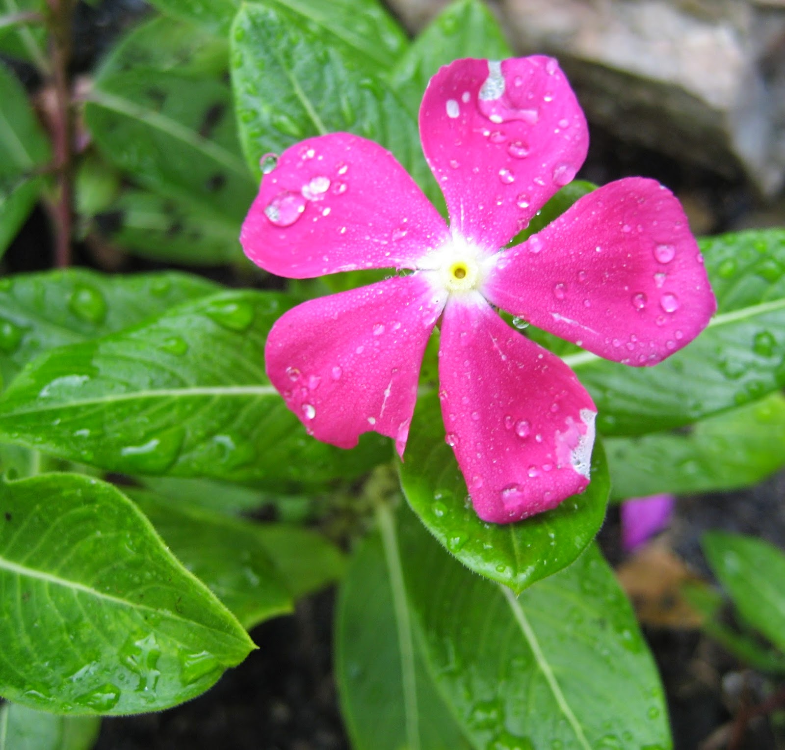 Discovering His Creation Periwinkles, Vinca (Catharanthus roseus)