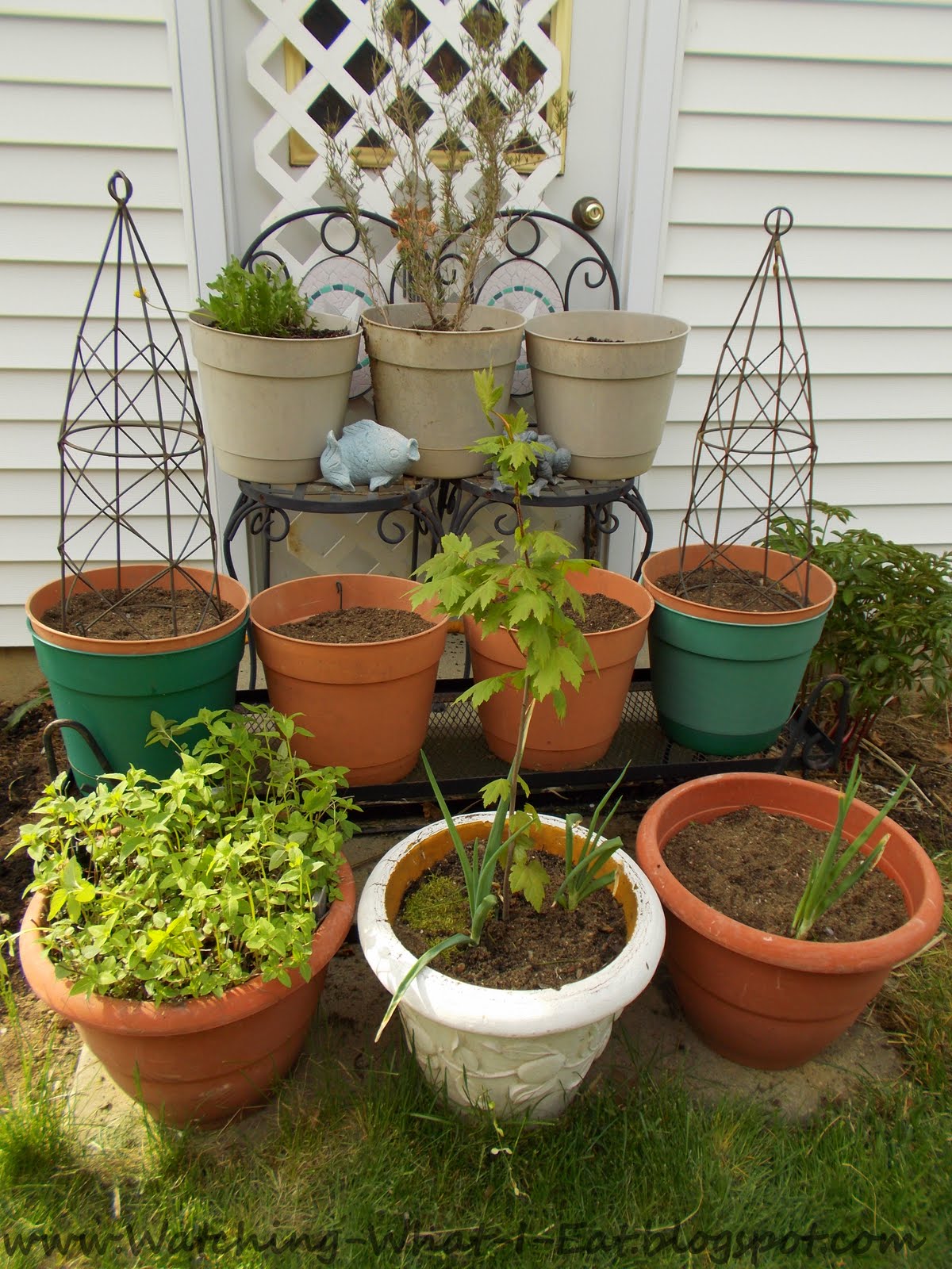 Watching What I Eat:  Garden 