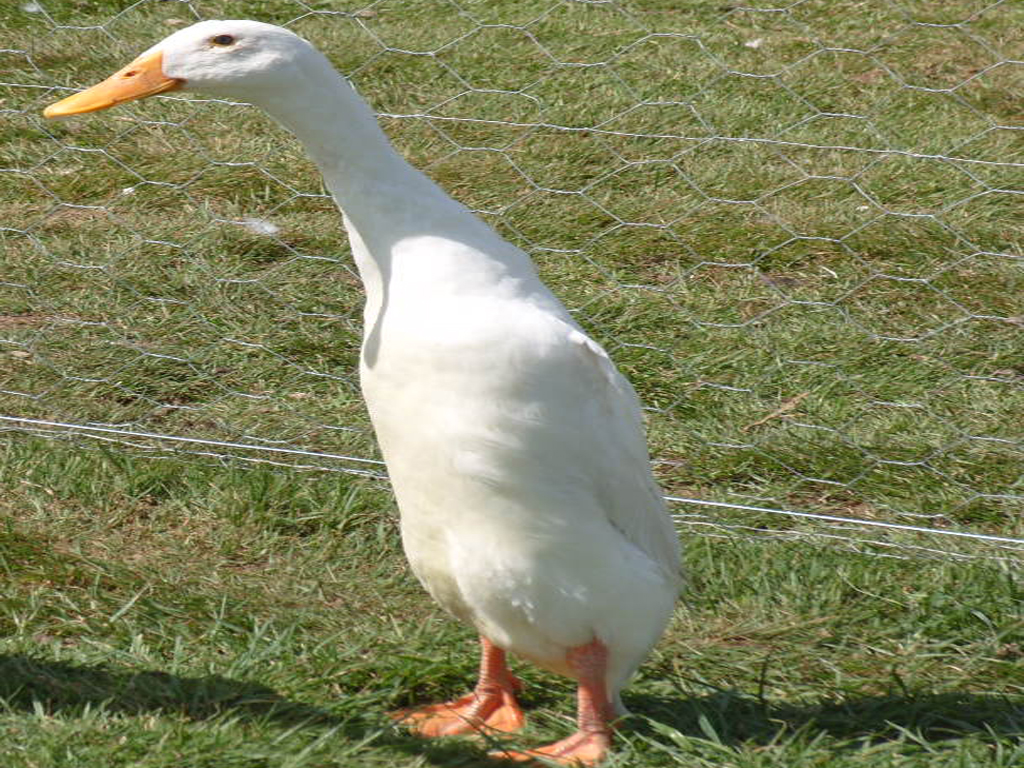 Duck Bills 2 Pe Egg Productive Duck Breeds