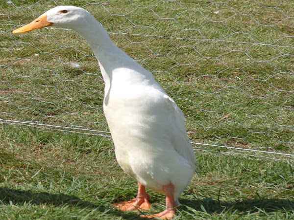 indian runner, indian runner duck, indian runner duck picture