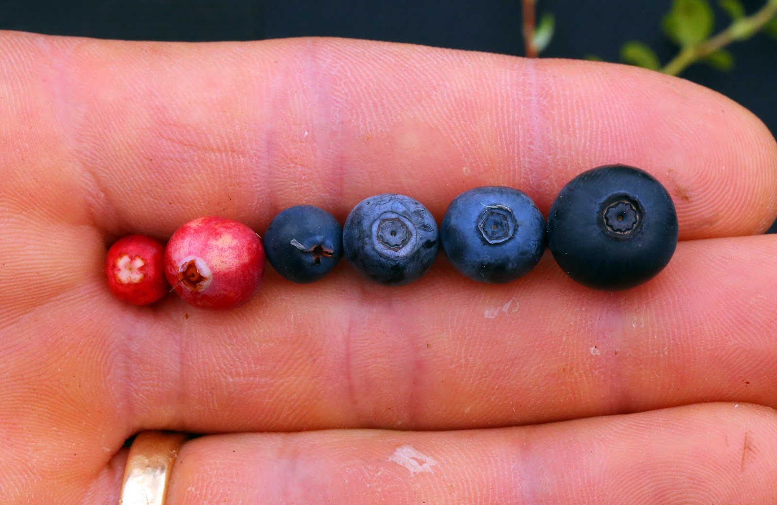 wild harvests the elusive and excellent dwarf bilberry