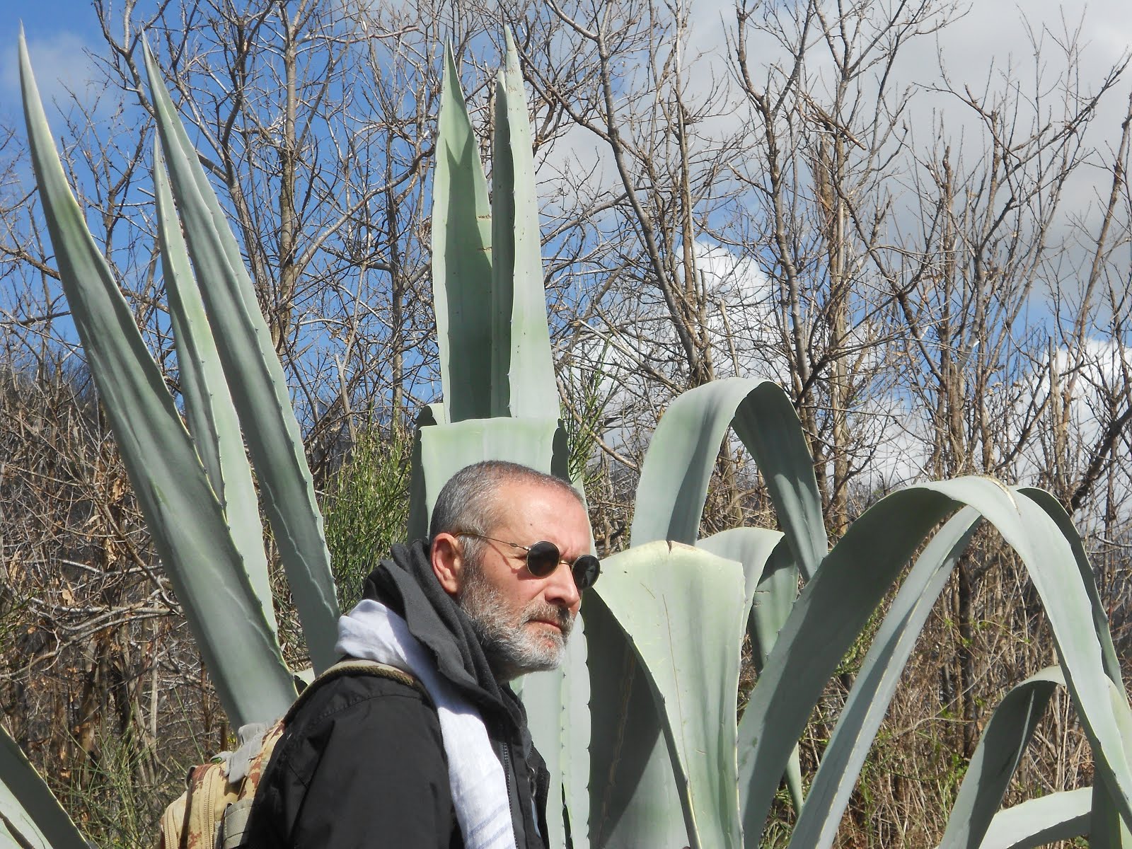 Agave, bosco dei camaldoli