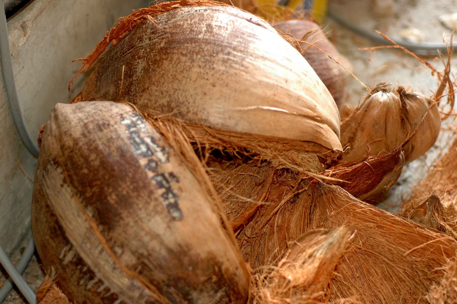 Coconut bark for plants