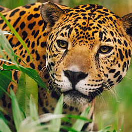 Fauna Indonesia yang Menarik dan Penting untuk Dikenal