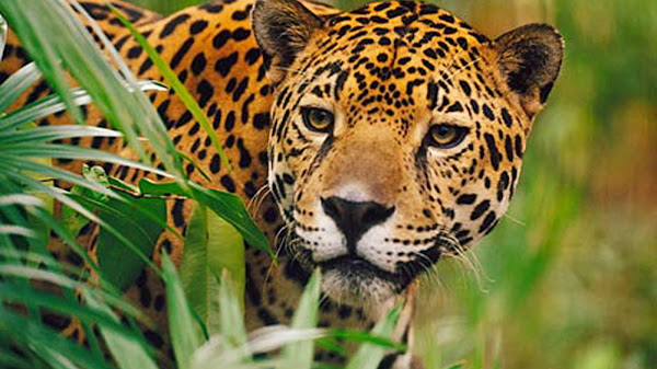 Fauna Indonesia yang Menarik dan Penting untuk Dikenal