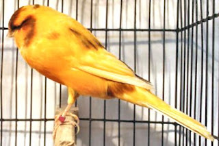 Burung Kenari Yorkshire - Solusi Penangkaran Burung Kenari - Mengenal Burung Kenari Yorkshire - Kenari Type Canary