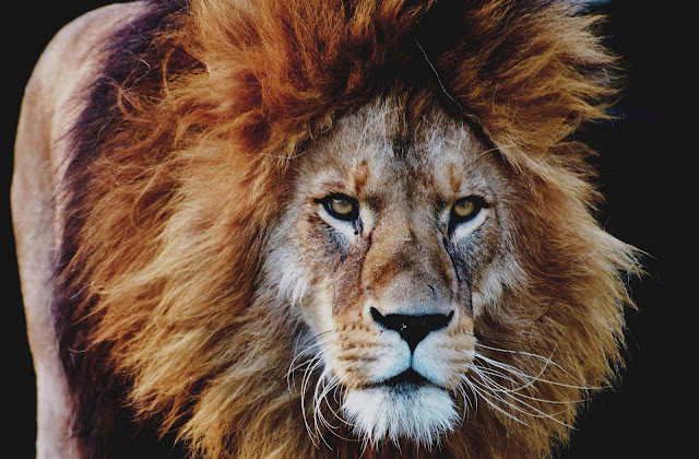 Animal images Animal images