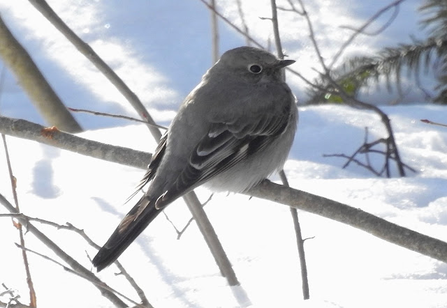 Bev's Nature Blog: Townsend's Solitaire