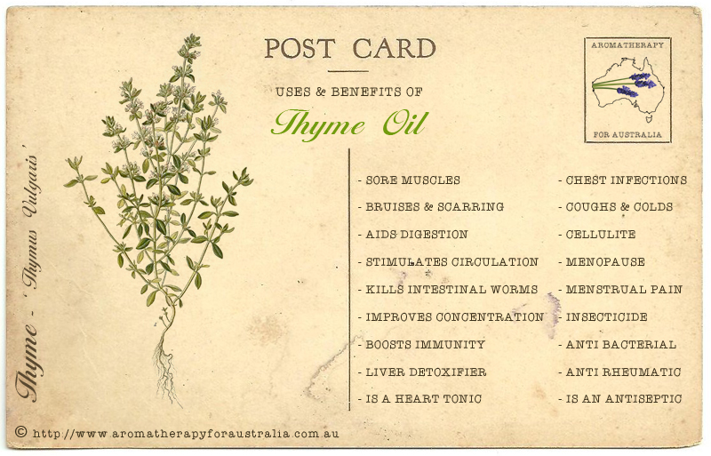 Aromatherapy For Australia Essential Oil Spotlight Thyme