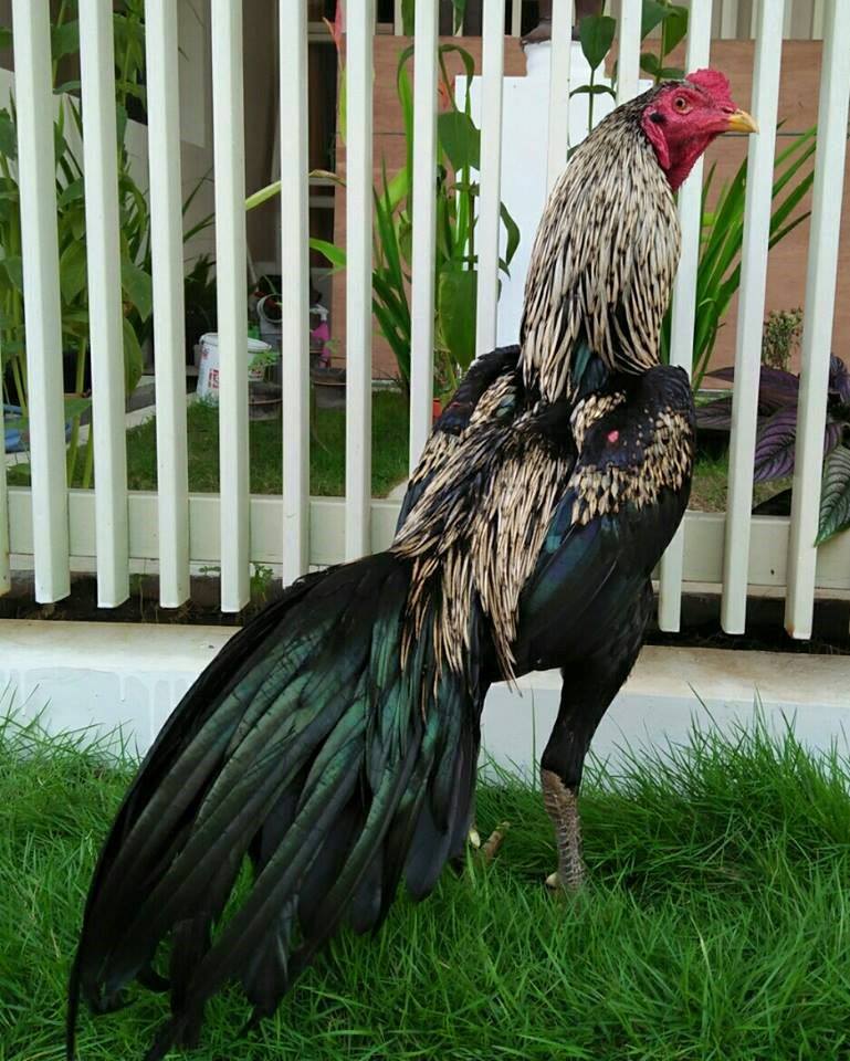 71 Gambar Ayam Wido Juara Terbaik 71 Gambar Ayam Wido Juara Terbaik