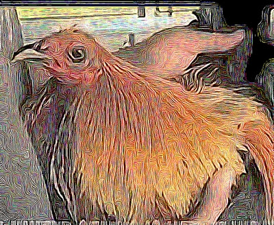 imagen de gallo de pelea