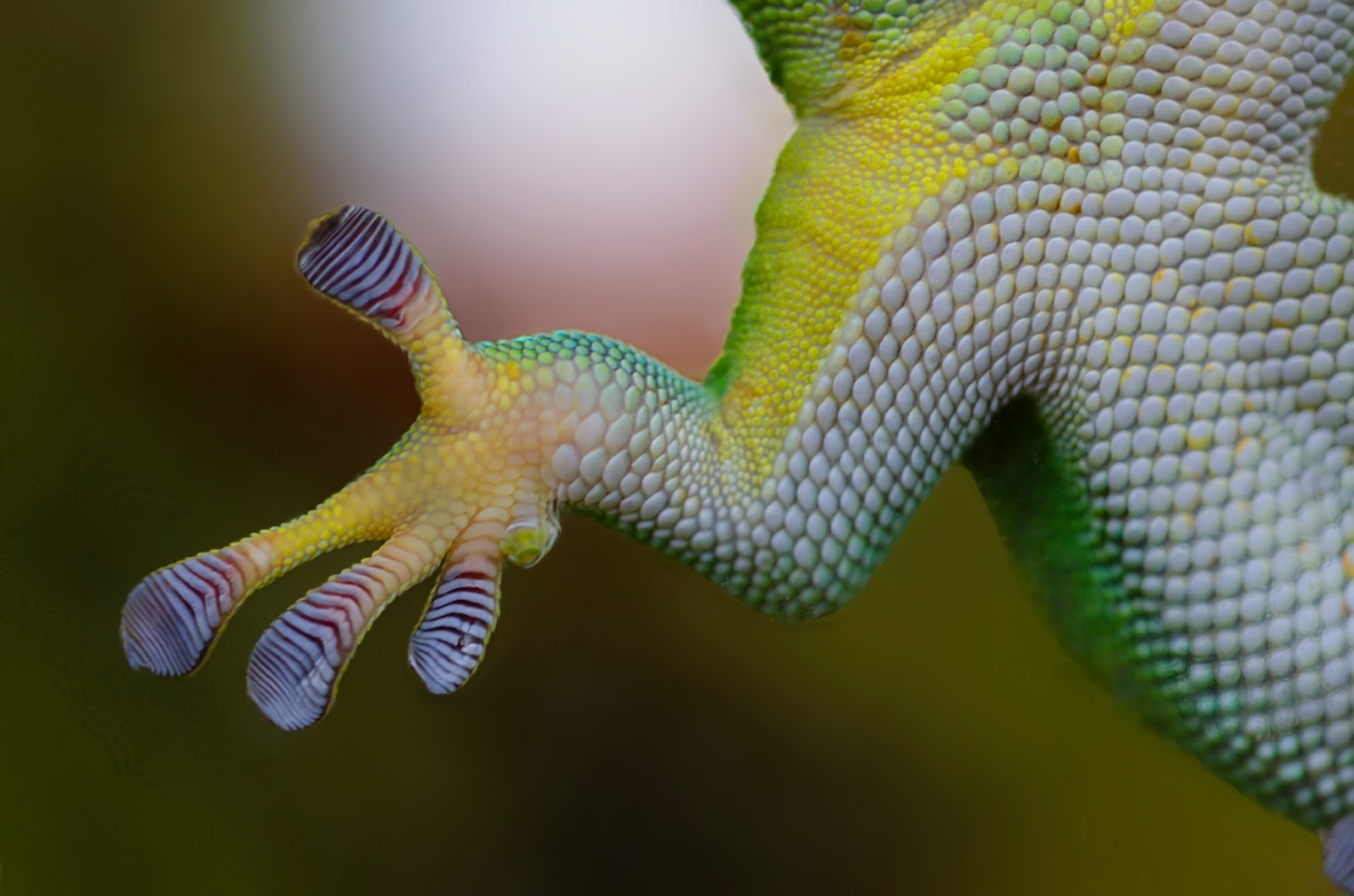 Up close photo of geckos sticky feet. Up close photo of geckos sticky feet.