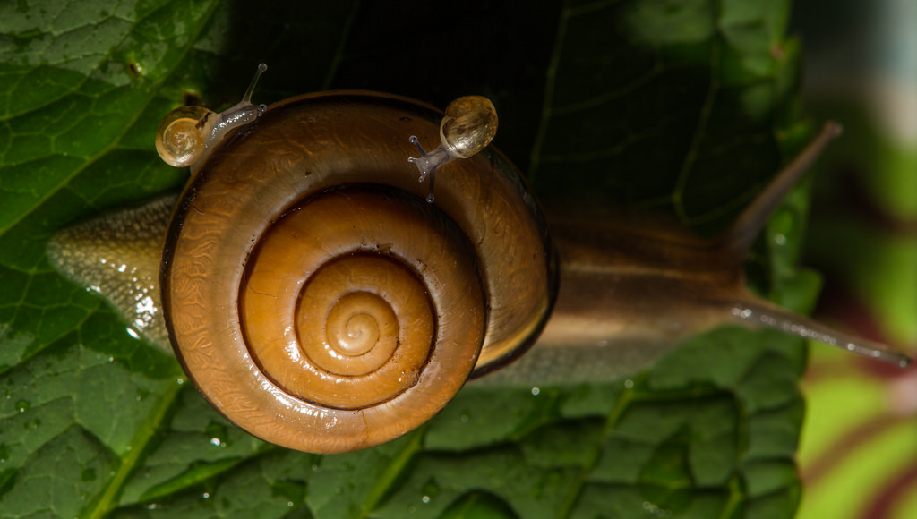 The Snail Pest, Pet or Treat? Some Interesting Facts The Ark In Space
