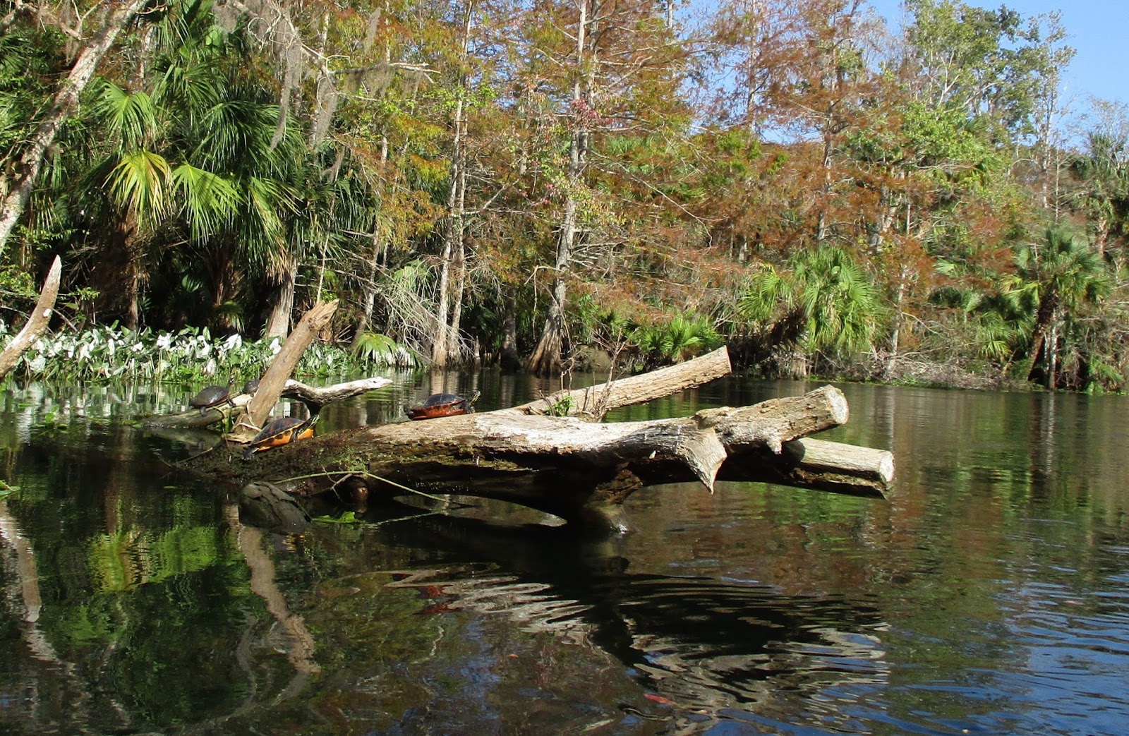 Central Florida Kayak Tours: Kayaking the Silver River... there is no