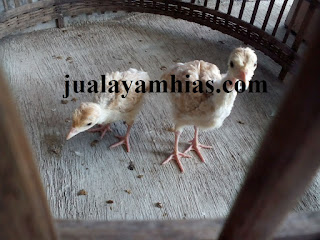 Galeri Foto Kalkun Bourbon Red Terbaru 2 Foto Kalkun Bourbon Red Terbaru Jual Ayam Hias Kalkun Bourbon Red Usia 1 Bulan