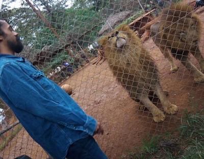 2a Bob Marley's son Damian adopts a Lion named 'Mukoma Marley' in Kenya (Photos)