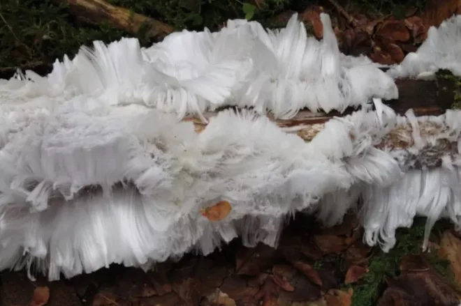 In Scotland, found “hairy ice”