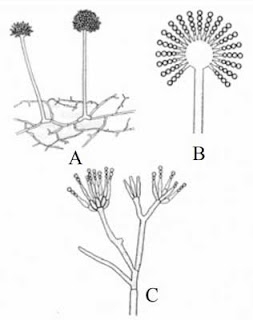 Struktur Tubuh Ascomycota