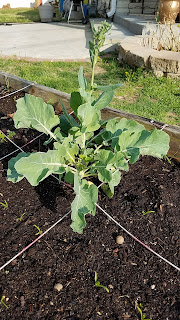 Long Island Improved Brussels Sprouts