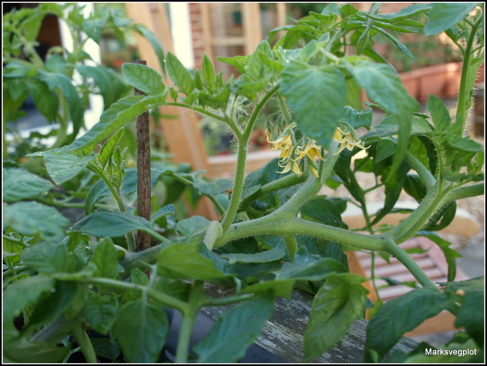 Mark's Veg Plot Layering a different way to propagate tomatoes.