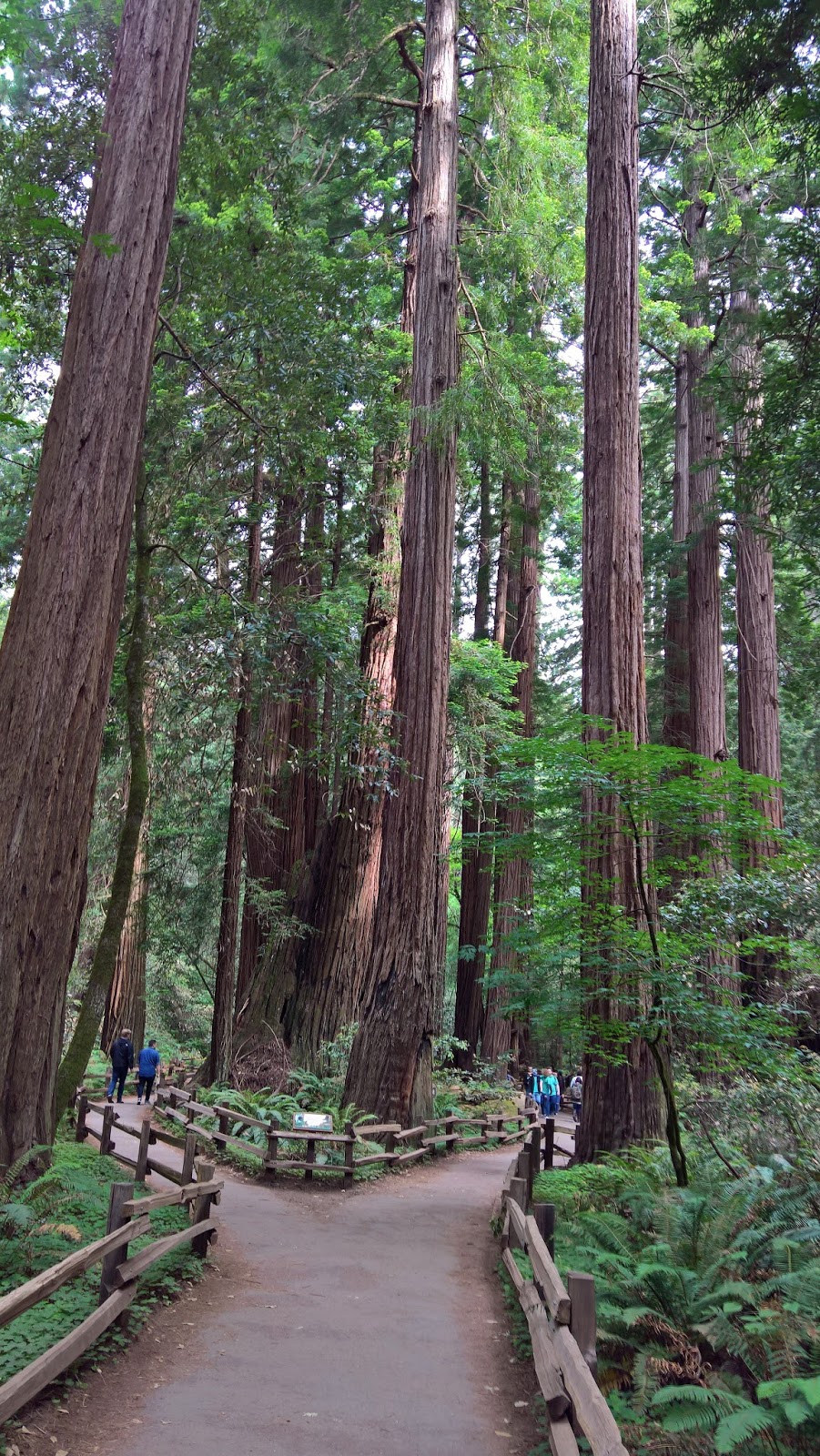 muir woods punapuumetsä kansallispuisto san francisco california matkailu matkajuttu mallaspulla