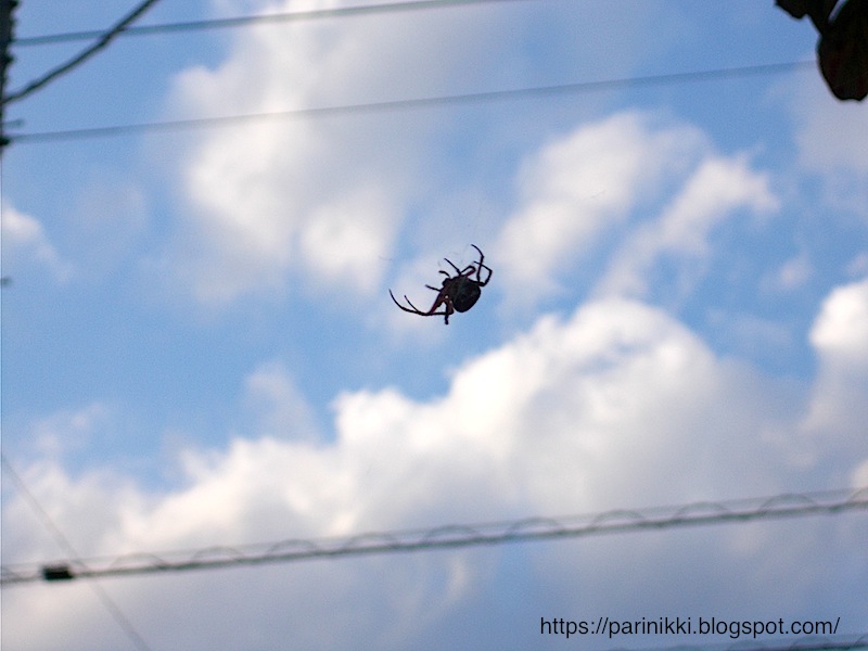 パリ旅人写真日記 蜘蛛の糸・蜘蛛の繊維“夢の繊維”スパイバー・Spiber！