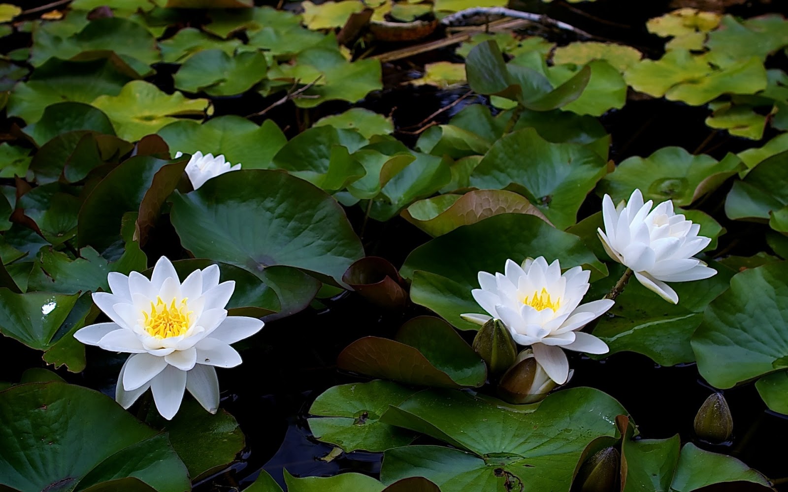 Beautiful Wallpapers for Desktop: Lotus wallpapers hd