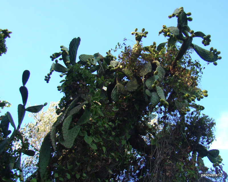 CH´USAY OPUNTIA MEGACANTHA
