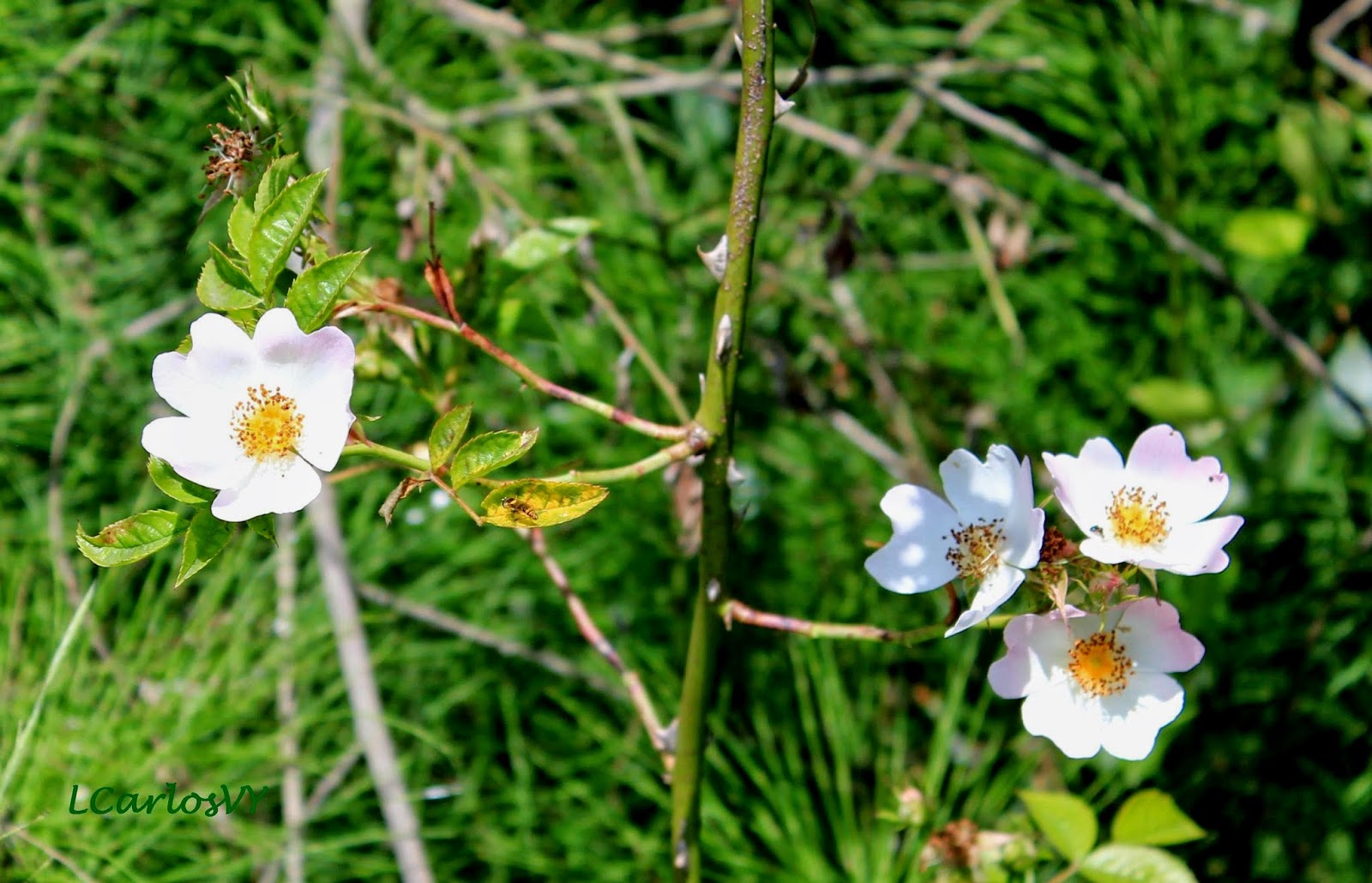 Plantas silvestres de Asturias: Rosal silvestre - Rosa canina