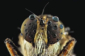 طبيعة ساحرة: صور رائعة للطبيعة مرسومة بألوان زيتية