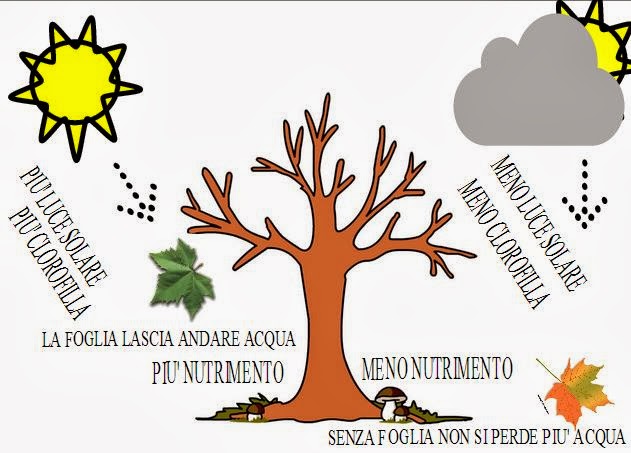 Cosa accade alle foglie in autunno