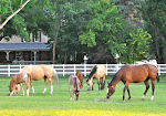 Front Pasture at the Draper location